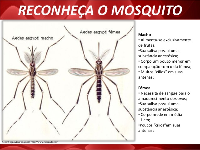 Aedes Aegypti e Albopictus: Infecção Amplificada [Estudo]