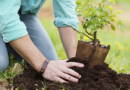 Cupira cria o “Disque-Árvore e incentiva os cidadãos a preservarem o meio ambiente